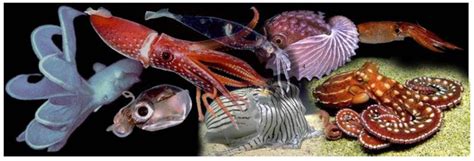 Fish and cephalopods .